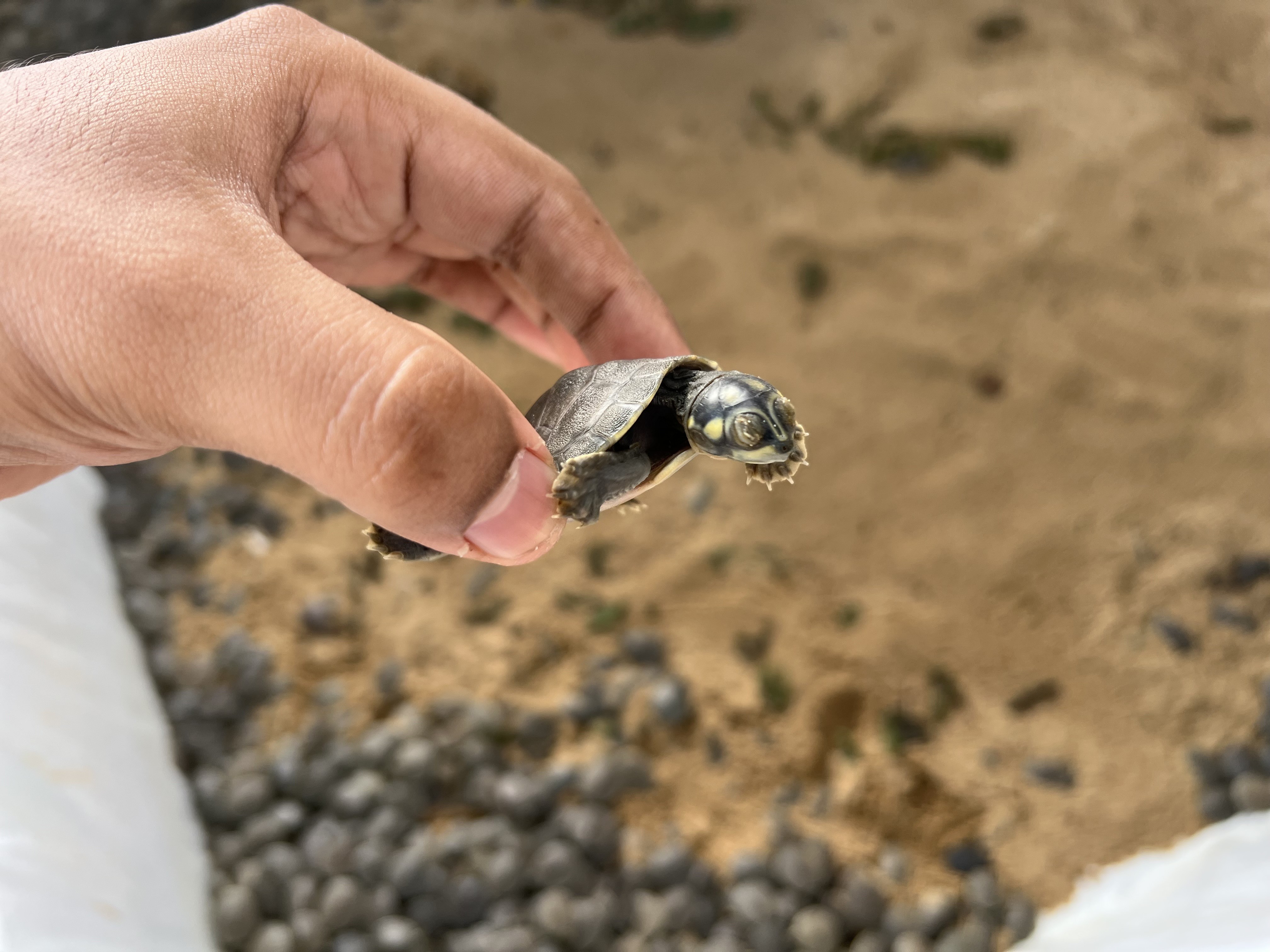 Cheia do rio Guaporé causa morte de filhotes de tartarugas em RO