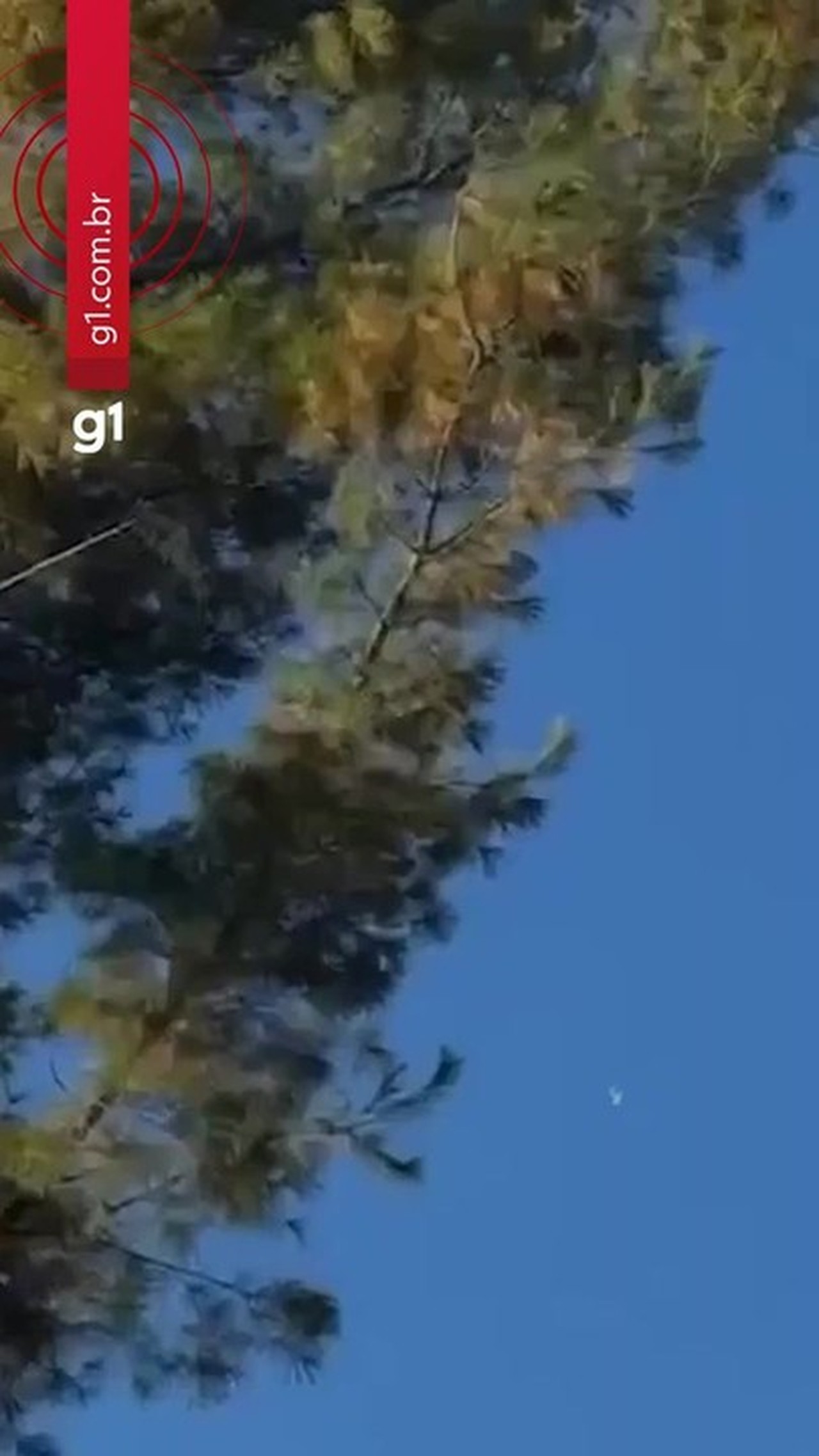 Avião despenca do céu nos EUA, e queda mata três ocupantes; VÍDEO