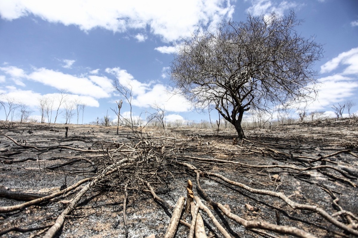 Brasil liderou desmatamento de florestas primárias no mundo em mostra relatório Natureza