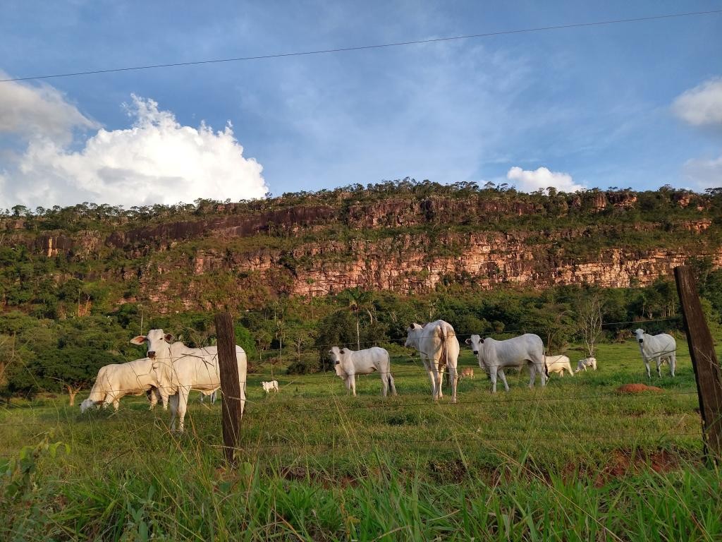 Mato Grosso tem mais de 8 cabeças  gado por pessoa e lidera produção no país