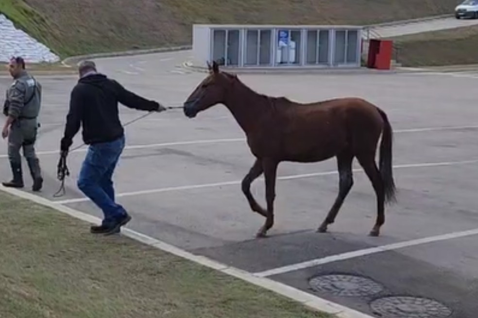 Homem é flagrado conduzindo cavalo furtado na Rodovia Anhanguera em Limeira — Foto: Wagner Morente