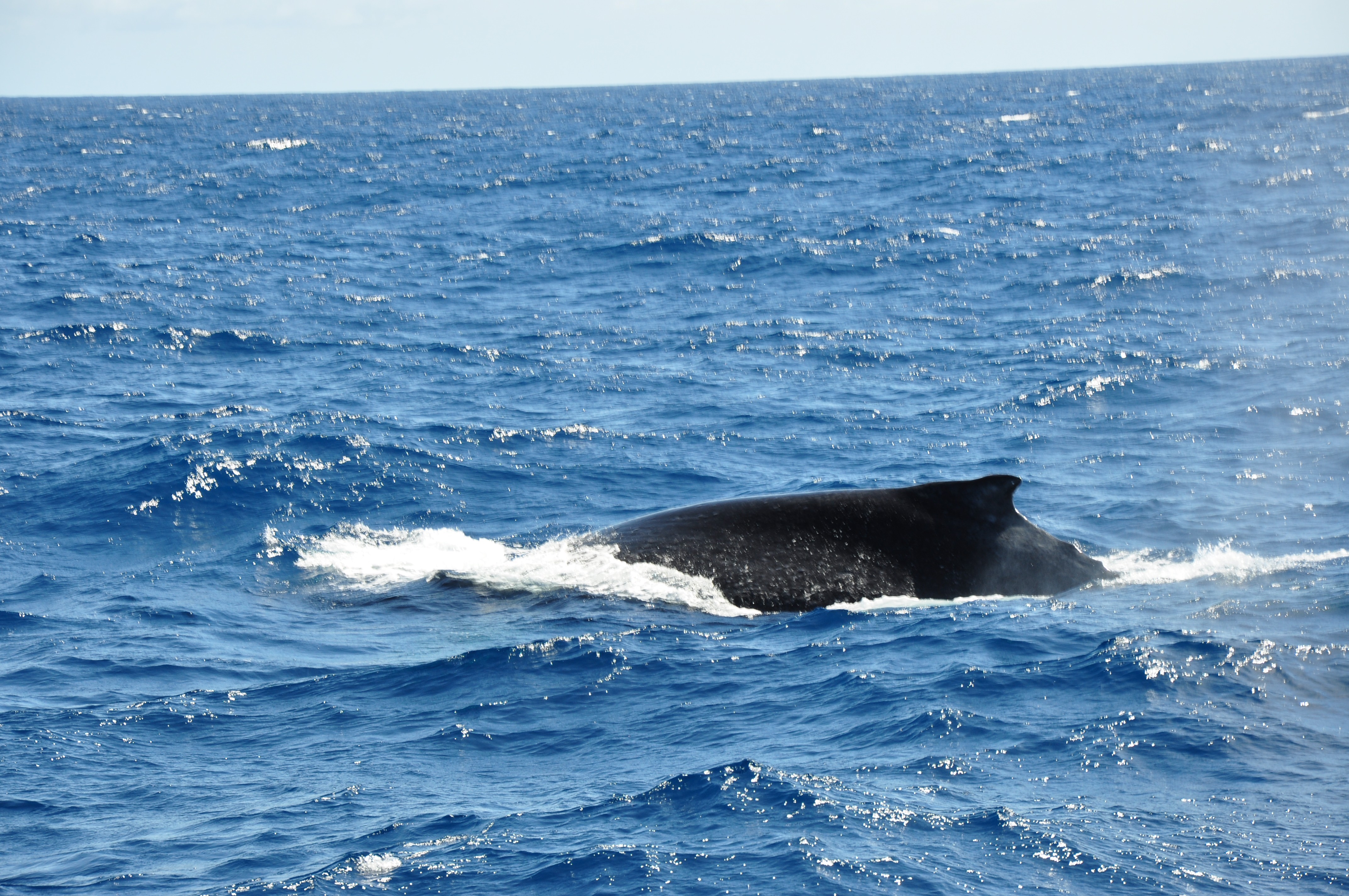 De baleias gigantes a peixes-bois: como cientistas e ribeirinhos estão protegendo vida marinha na costa do PA