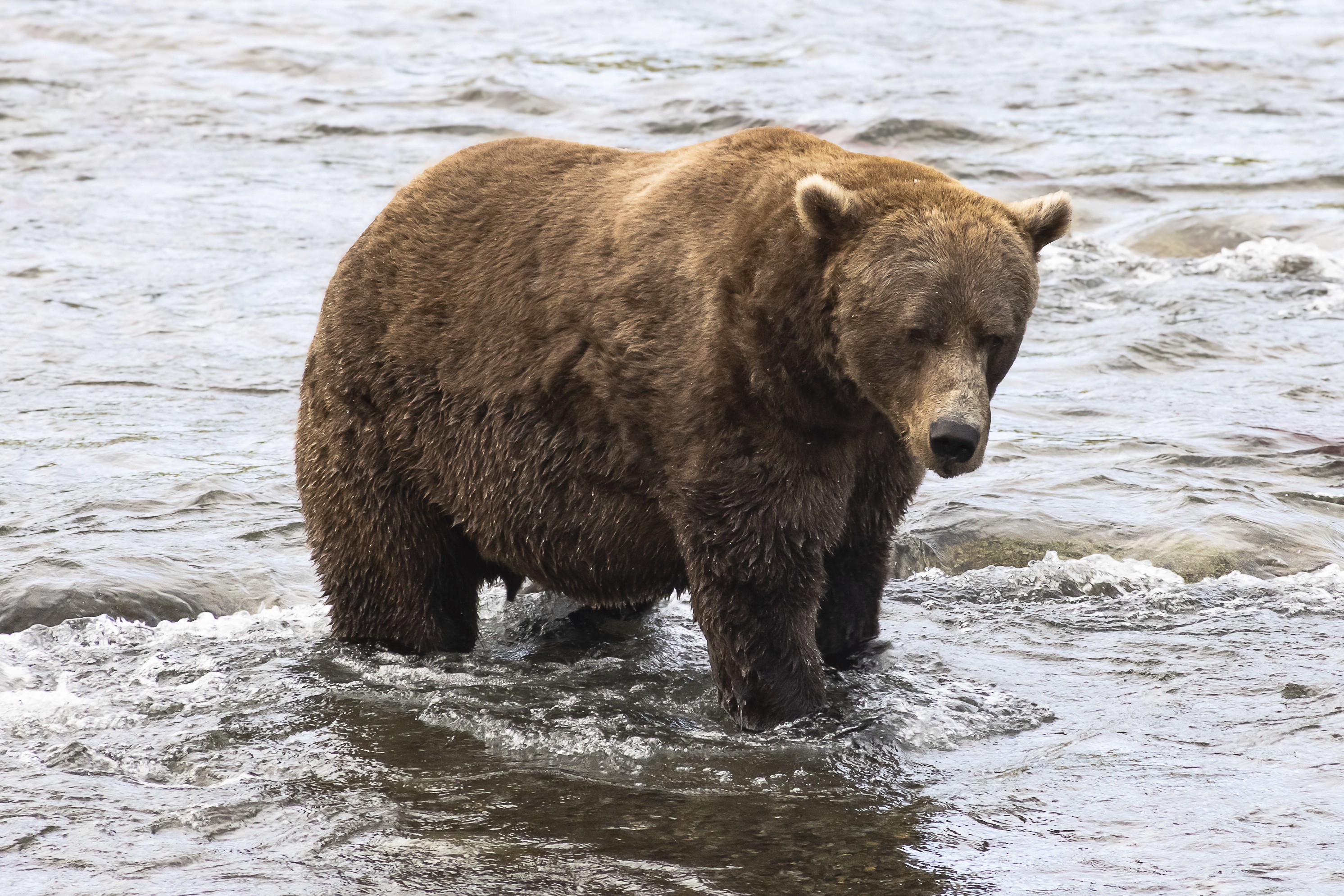 Urso ataca alunos e professores em escola no Canadá e deixa 11 feridos