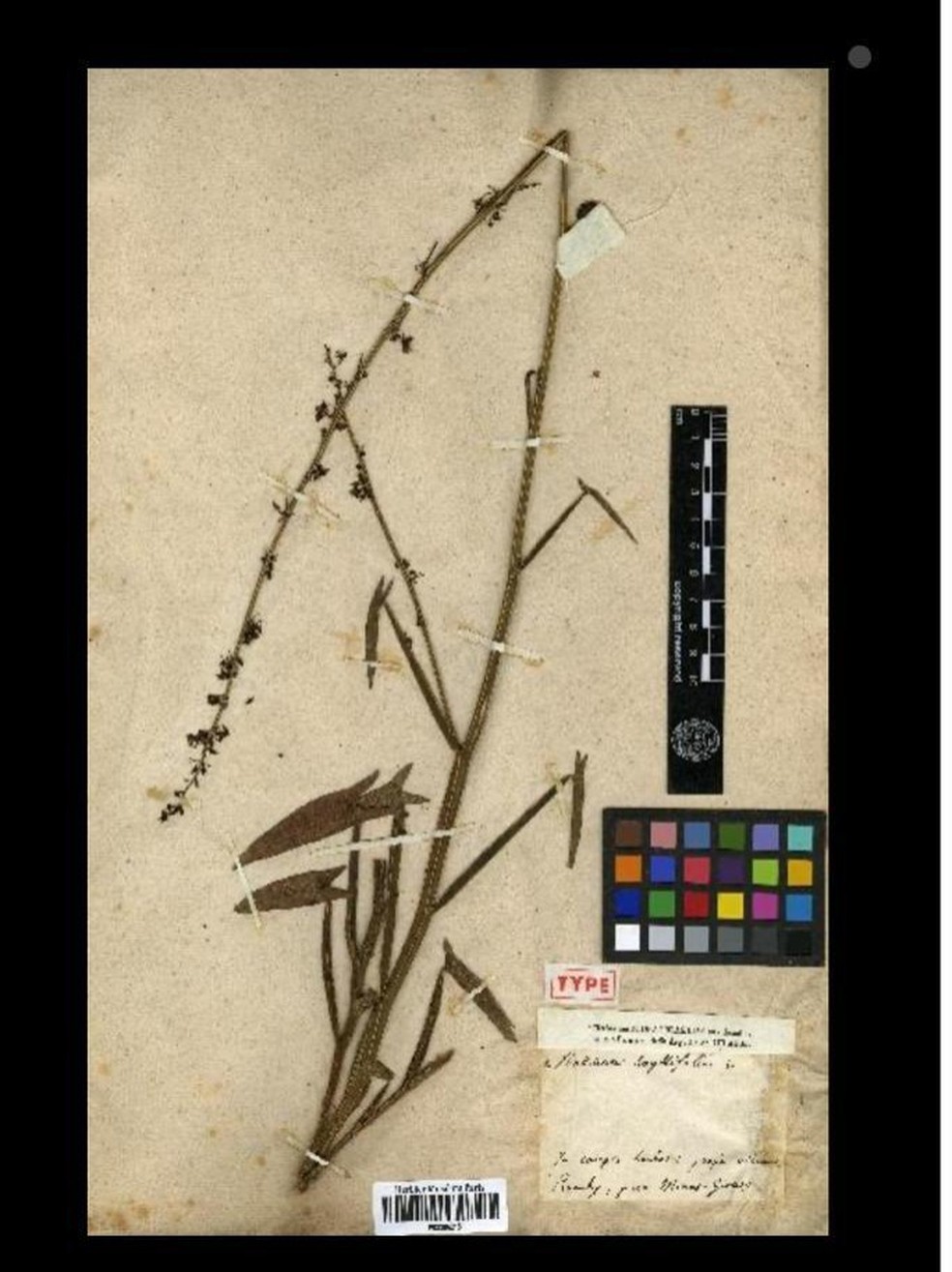 Planta coletada por Auguste de Saint-Hilaire em Piumhi, em 1819 — Foto: Divulgação