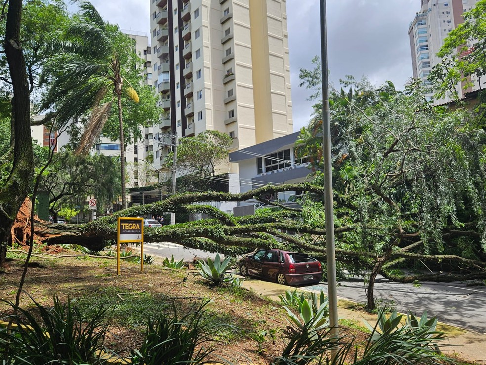 Árvore cai na avenida Fábio Prado, na Chácara Klabin, e atinge um carro. — Foto: Arquivo pessoal
