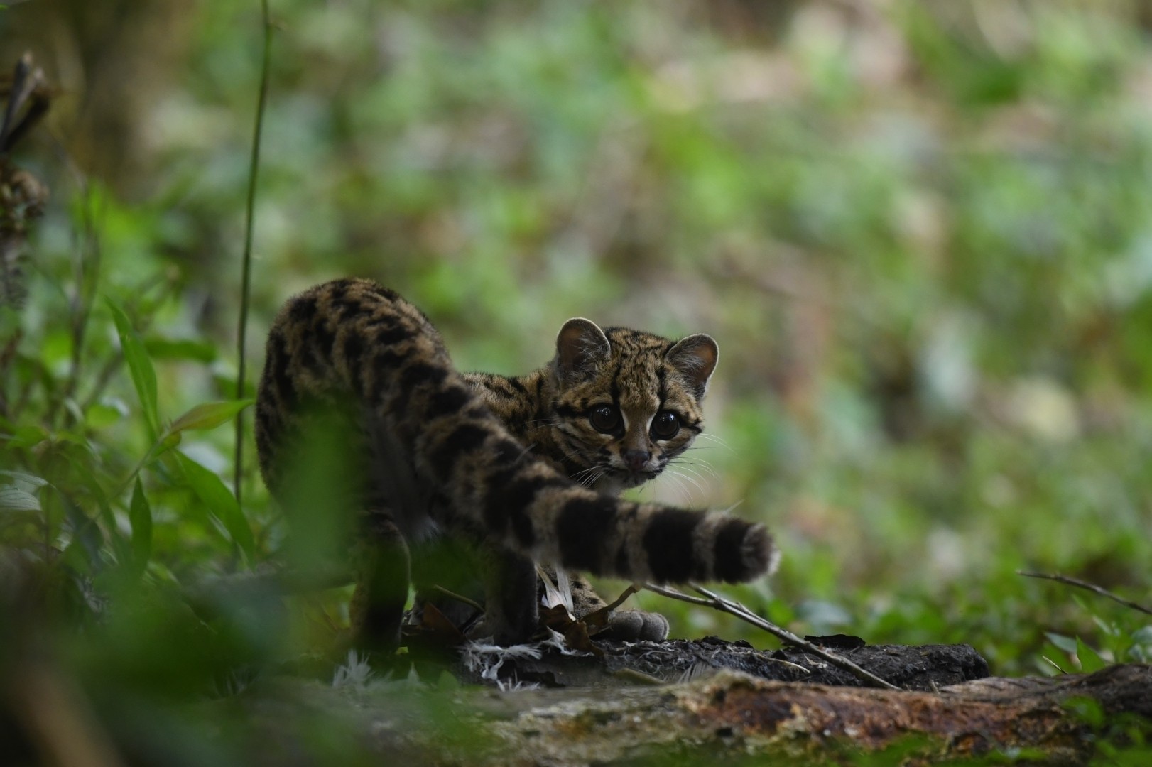 Felinos do Brasil: conheça as espécies selvagens que habitam o país | G1