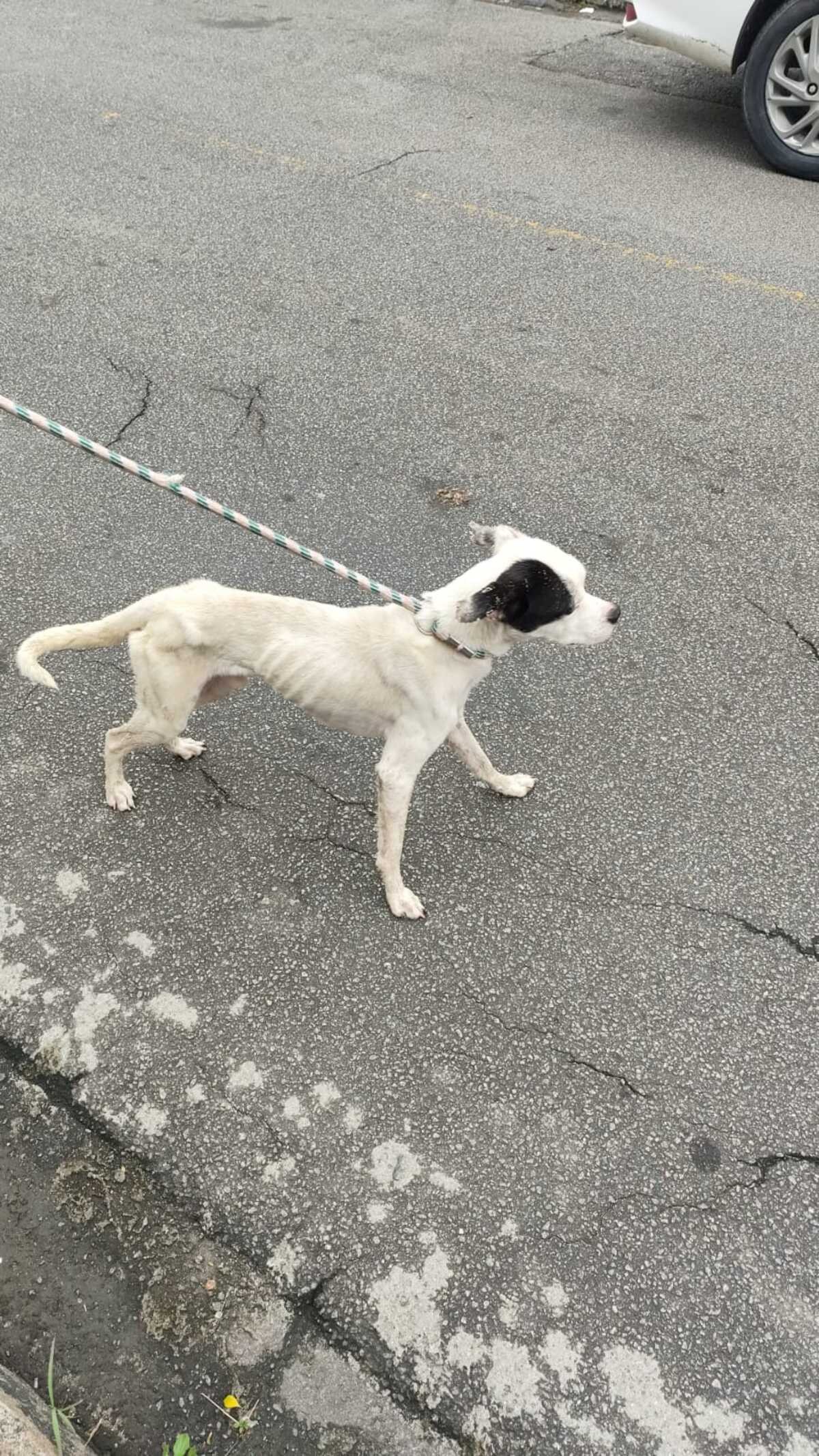 Idosa de 71 anos e cão são resgatados de casa em Volta Redonda; neto é preso
