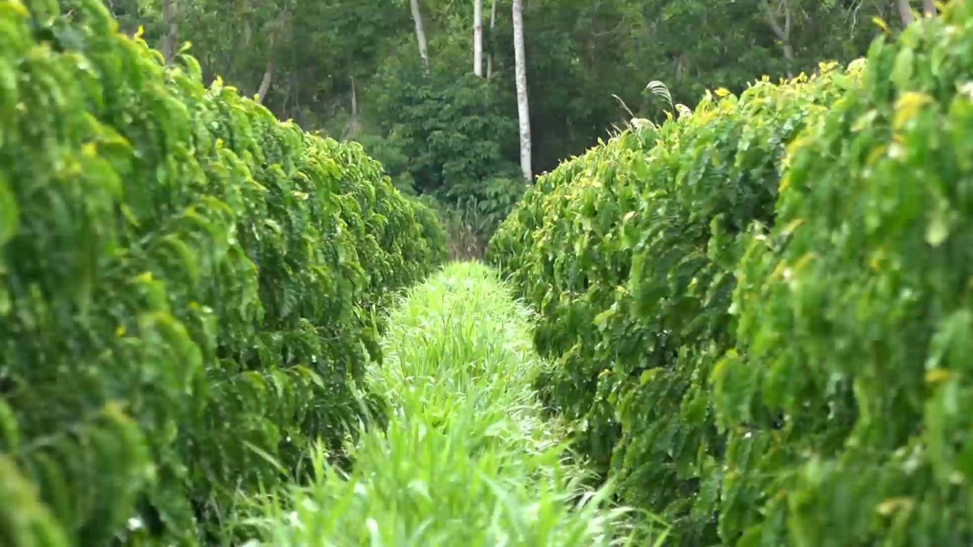 Produtor de café melhora qualidade do solo e zera uso de agrotóxico com técnicas sustentáveis no ES