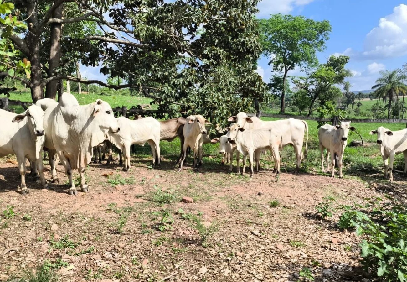 autoridades policiais recupera 18 cabeças de gado furtadas em fazenda no interior do Tocantins