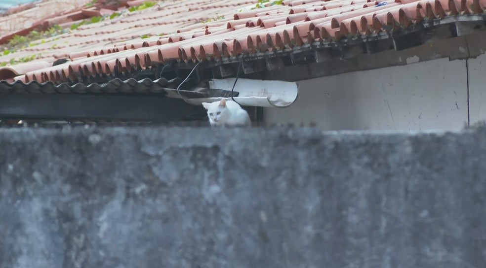 Ministério Público investiga denúncia de envenenamento contra gatos em Salvador — Foto: Reprodução/TV Bahia