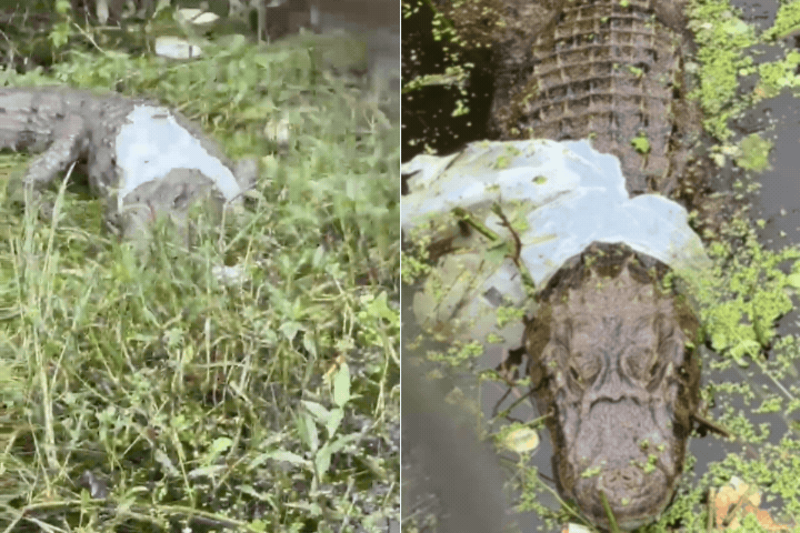 Jacaré é flagrado com sacola plástica presa ao corpo em lagoa no litoral de SP; VÍDEO
