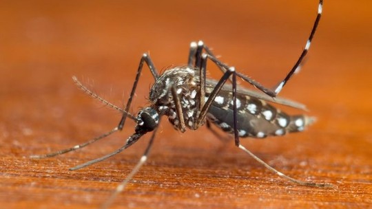 Primeira morte por arboviroses na PB em 2022 é de uma jovem de 15 anos com chikungunya, confirma SES