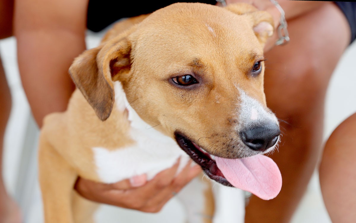 Itanhaém fortalece ações de bem-estar animal e ganhará nova unidade de zoonoses