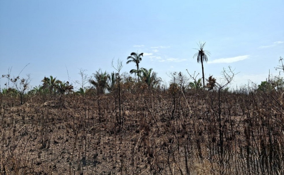 Área incendiada é de 1,12 hectares — Foto: Divulgação/Ascom BPMA
