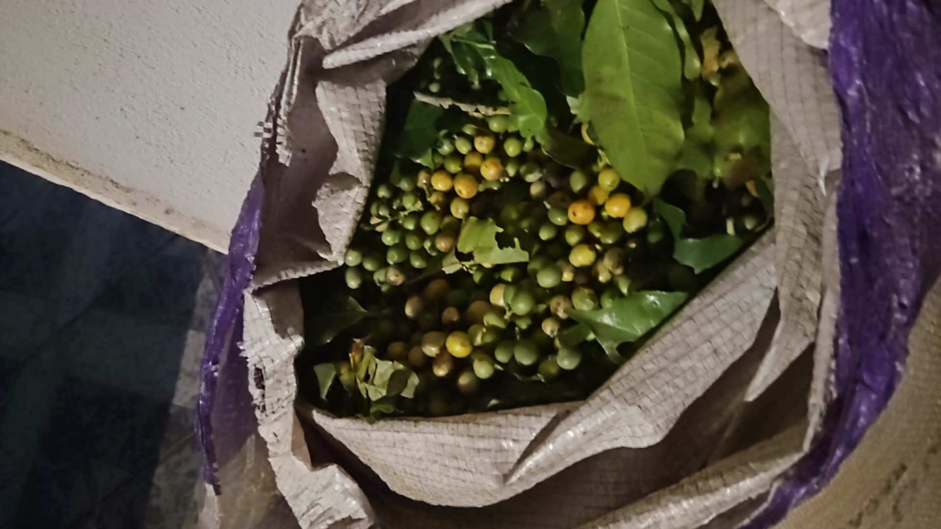 Quadrilha é presa suspeita de furtar lavoura de café em Pedregulho