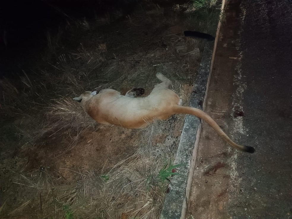 Animal foi transferido para Goiânia, onde passará por tratamento para, posteriormente, ser devolvido à natureza — Foto: Reprodução