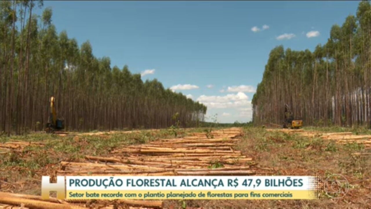 MG lidera produção de eucalipto para a indústria e responde por 84% do carvão vegetal no Brasil