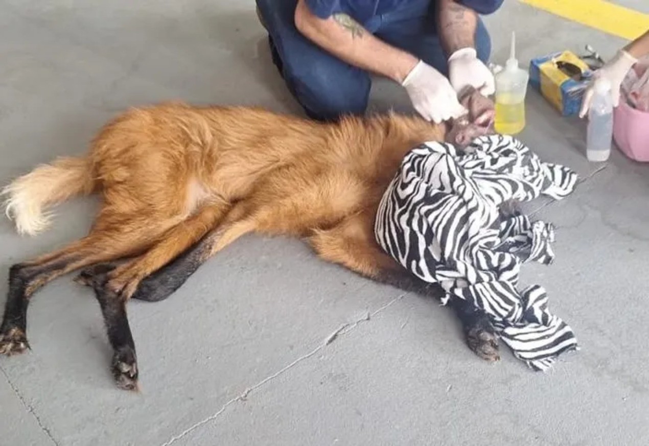 VÍDEO: lobo-guará avistado por moradores é resgatado ferido em galpão de Itapetininga