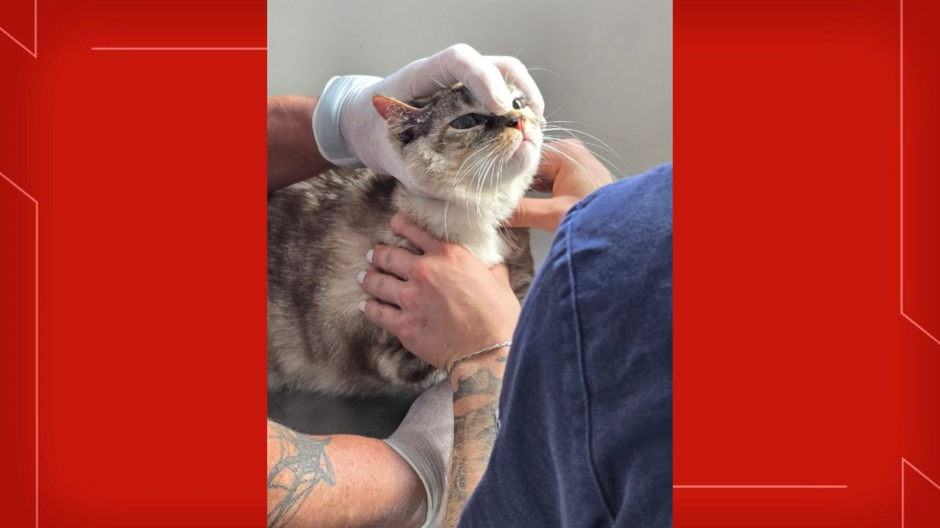 'Apartamento do terror': mulher de 50 anos é presa por maus-tratos contra gatos no DF