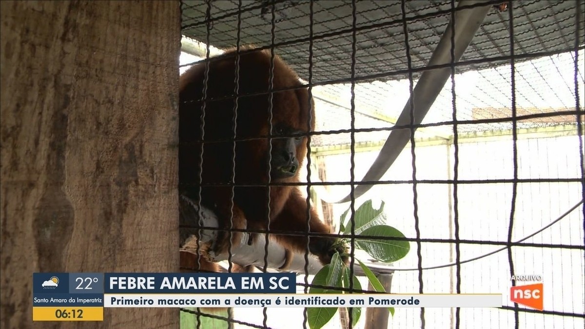 Dive Sc Confirma Primeiro Caso De Febre Amarela Em Macaco Em