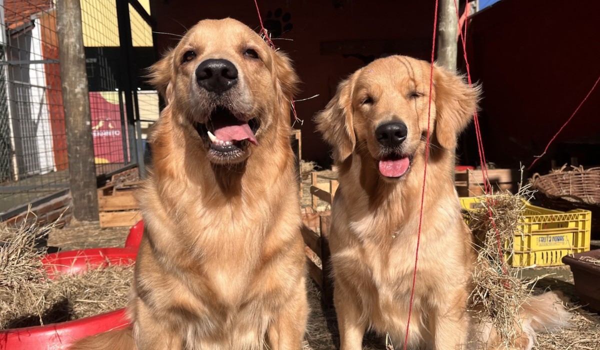 Brincadeira, socialização e até descanso: creches para pets ganham destaque com rotina educativa e relatórios personalizados