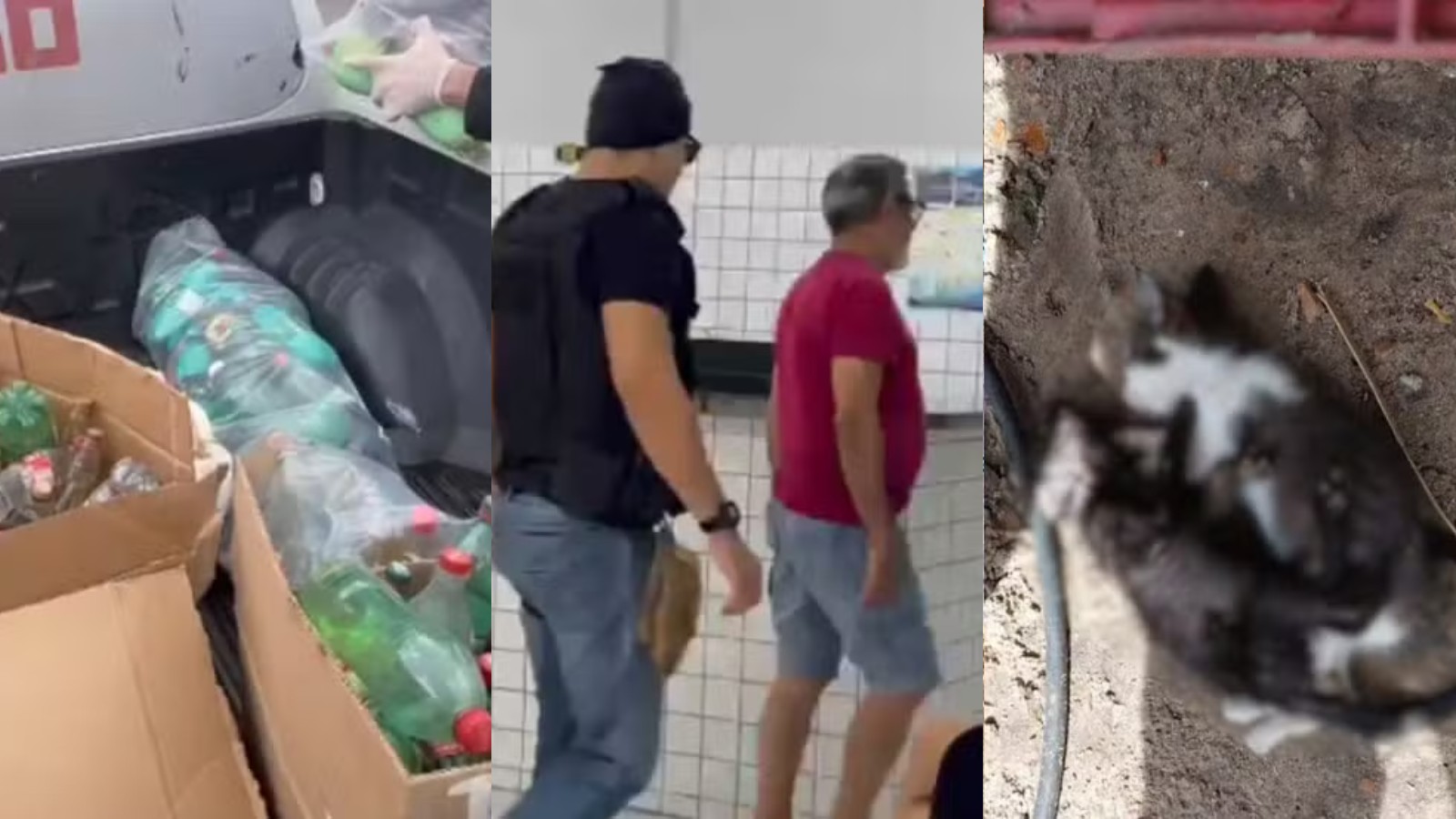 32 animais foram mortos com suspeita de envenenamento no litoral do PI, diz delegado
