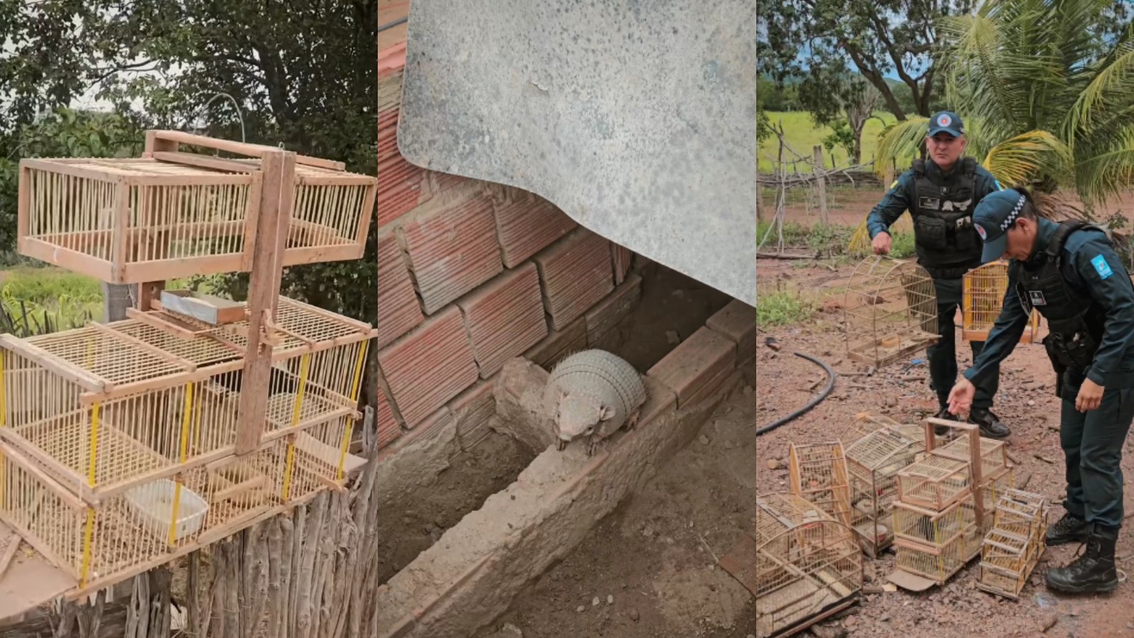 Animais silvestres são resgatados, e armadilha e gaiolas são apreendidas; 2º caso em menos de 24 horas