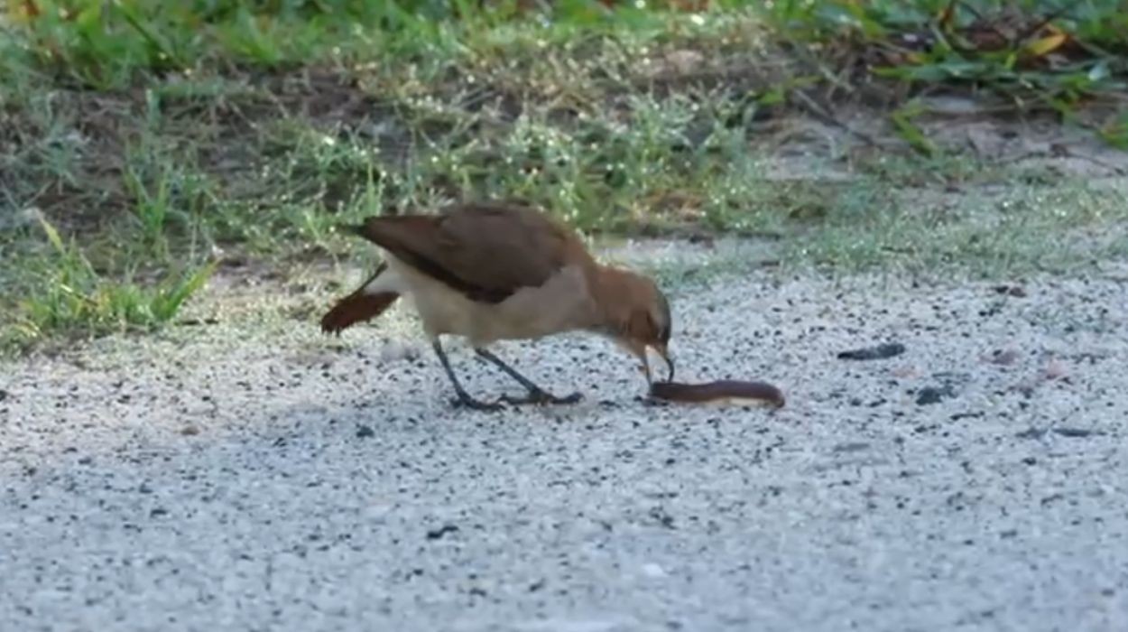 Observadora grava joão-de-barro usando piolho-de-cobra como 'repelente natural' em SC