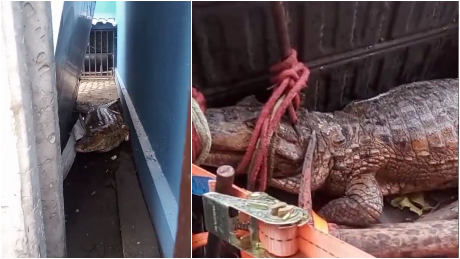 Jacaré com cerca de 1,5 metro é encontrado por moradores perto de lagoa na Grande Fortaleza