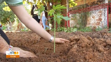 Estudantes de escola pública de Palmas fazem plantação de mamão