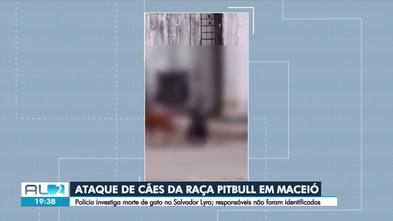 Pitbulls atacam e matam gato no meio da rua em Maceió 