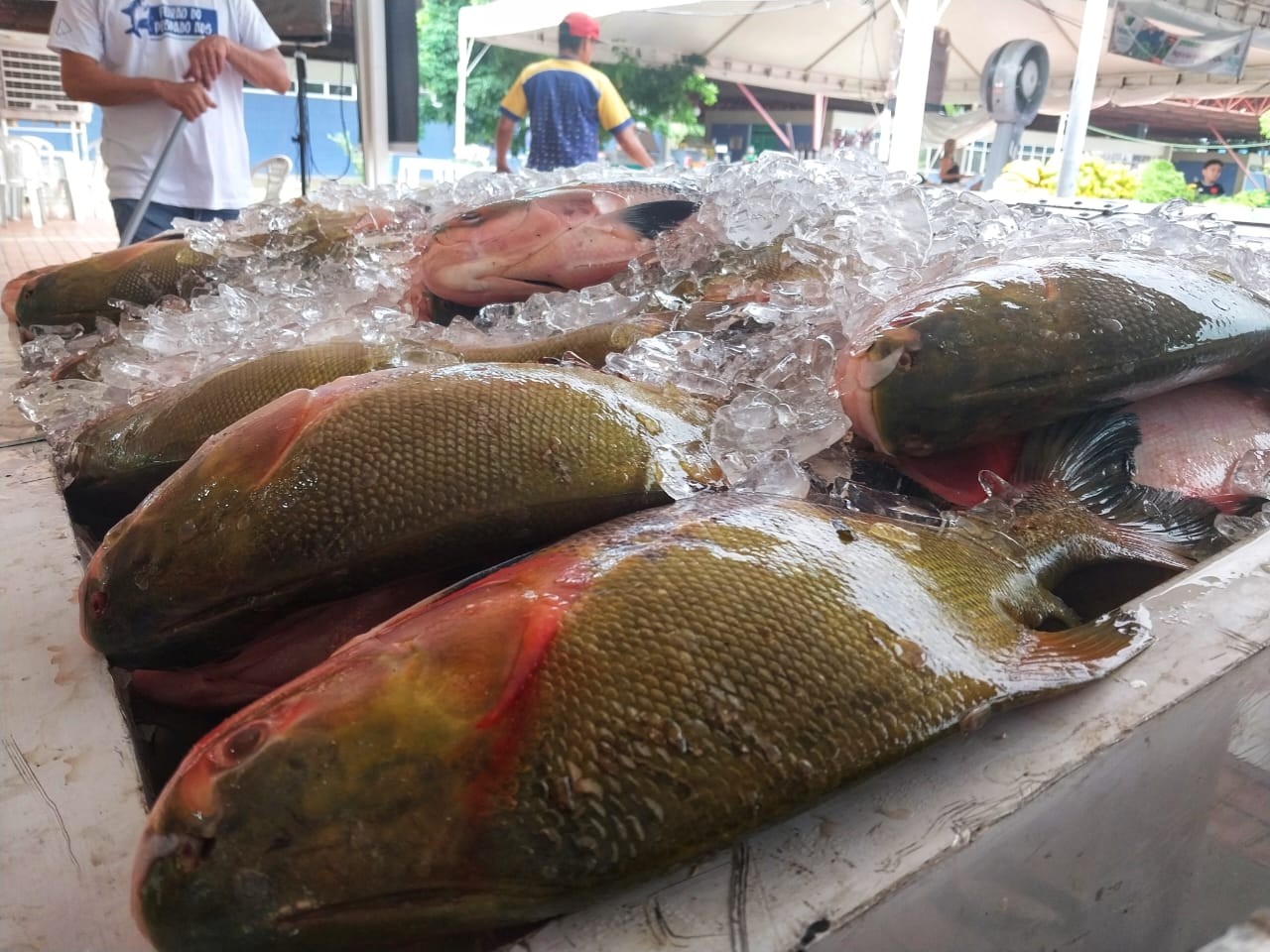 Feirão do Pescado 2025 acontece de 16 a 18 de abril em três pontos de Manaus; confira