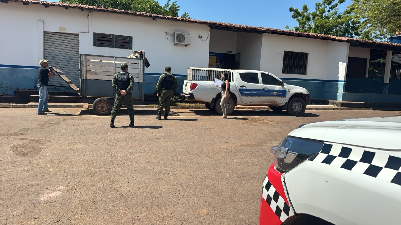 Cavalos são resgatados após denúncia de maus-tratos em Santarém