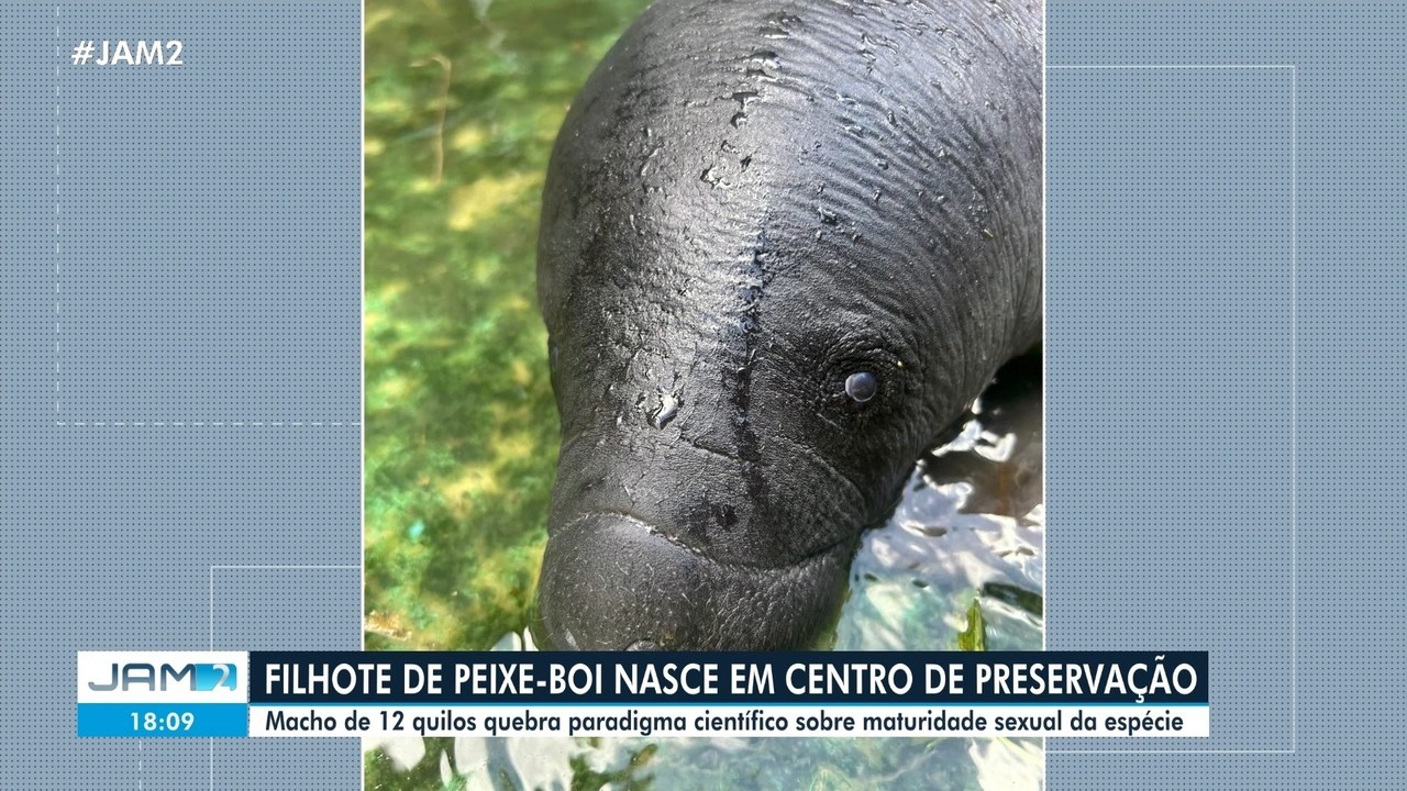Filhote de peixe-boi nasce em centro de preservação no AM após cinco anos sem registros