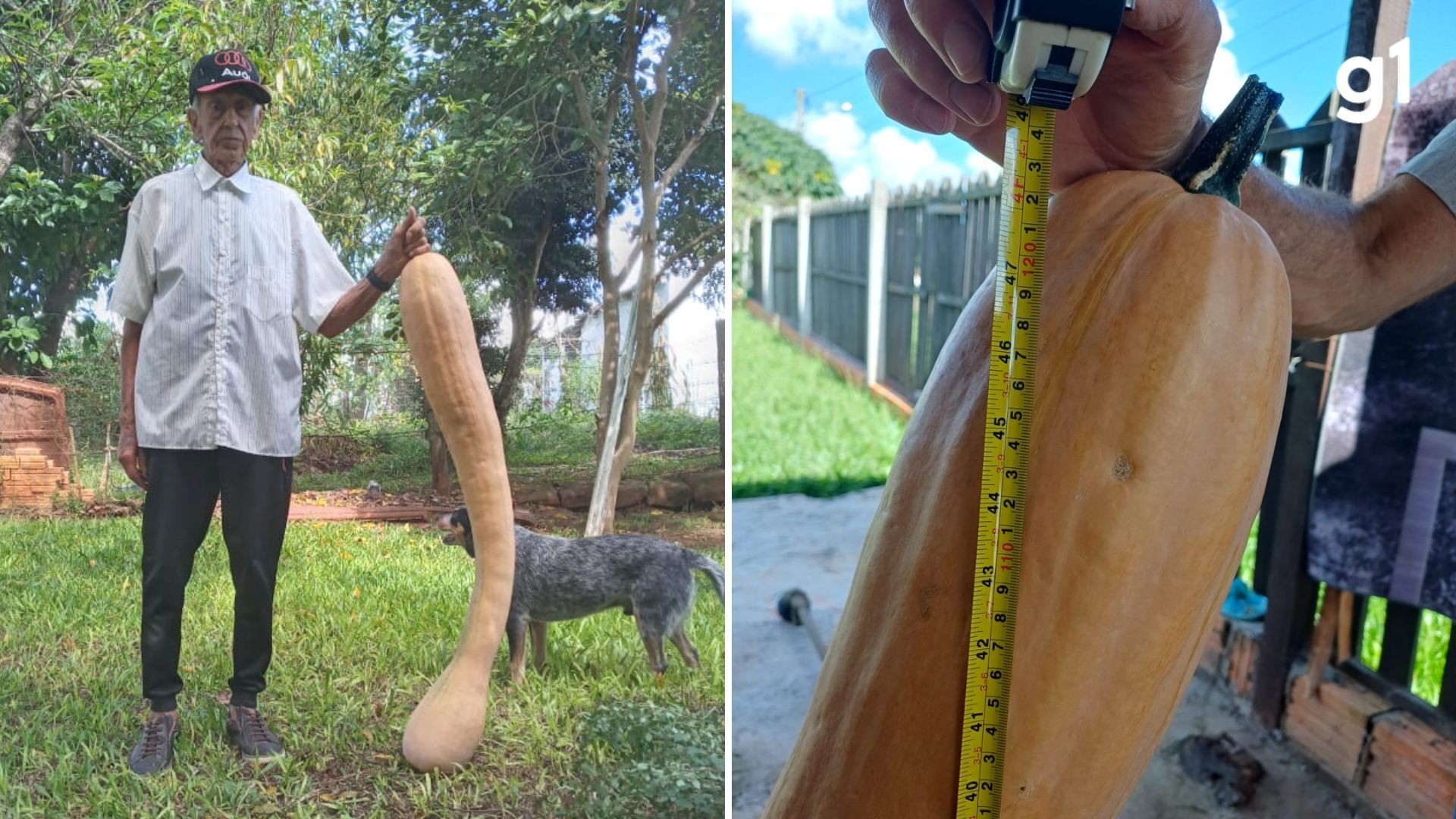 Comida para mais de metro! Abóbora de 1,2 metro e 13 kg é colhida por idoso de 95 anos em horta caseira no interior do RS