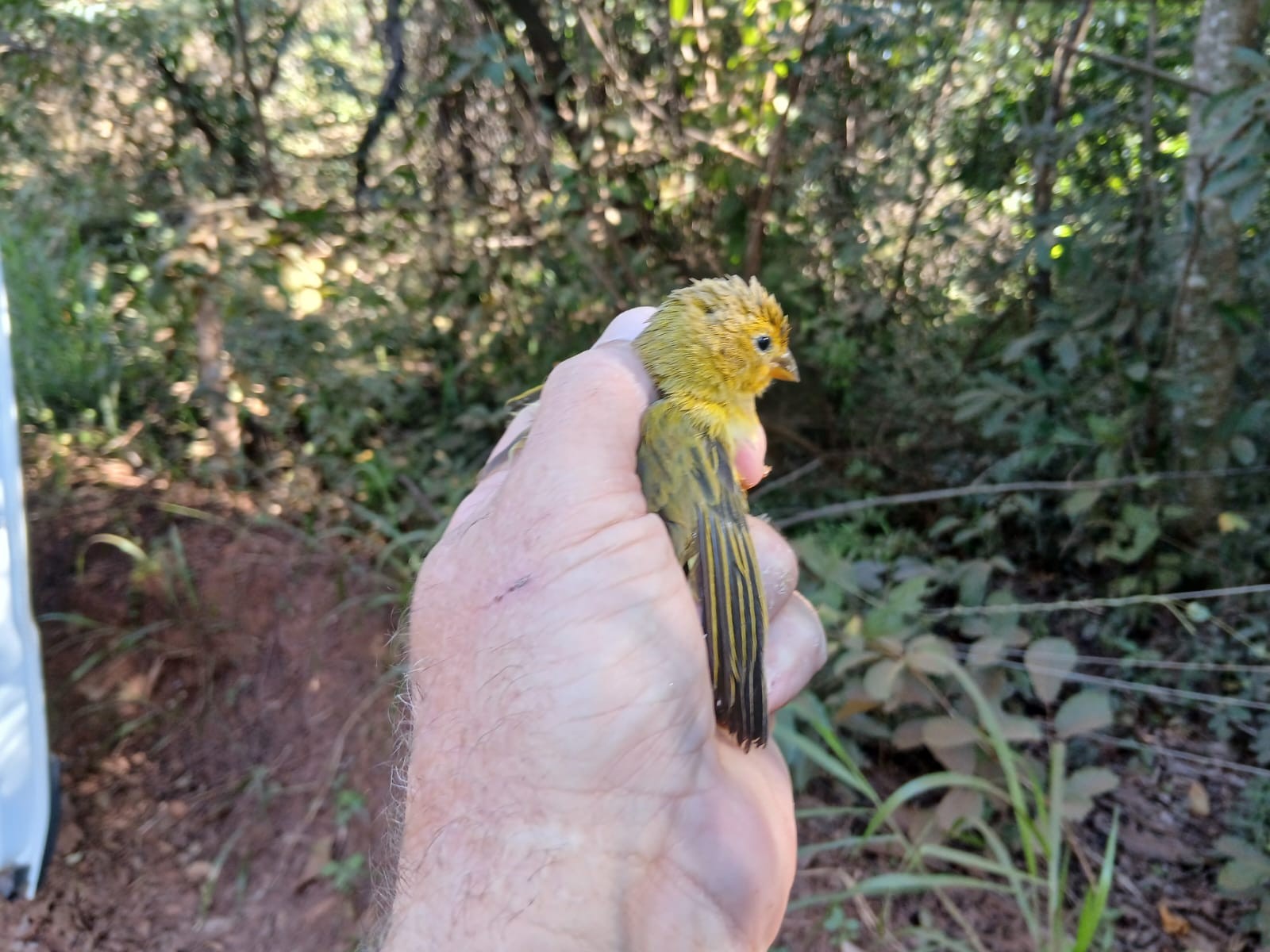 Homem reage à fiscalização, tenta soltar canários-da-terra em cativeiro e é preso em Uberaba
