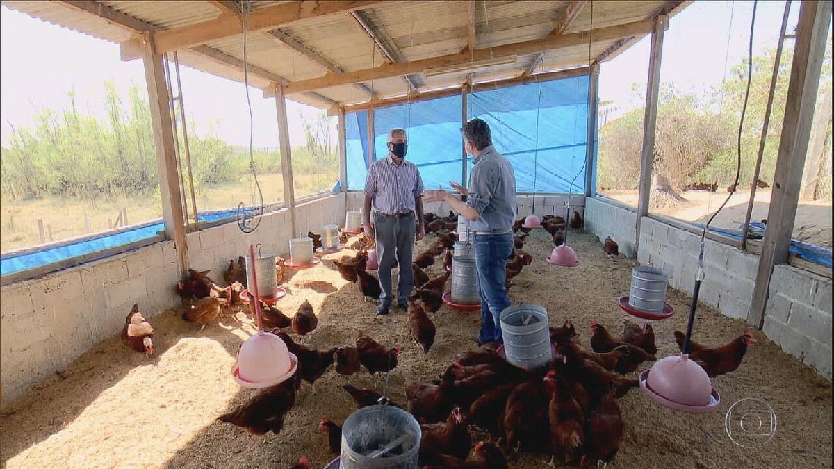 Aprenda a montar um galinheiro de qualidade e fácil Globo Rural G