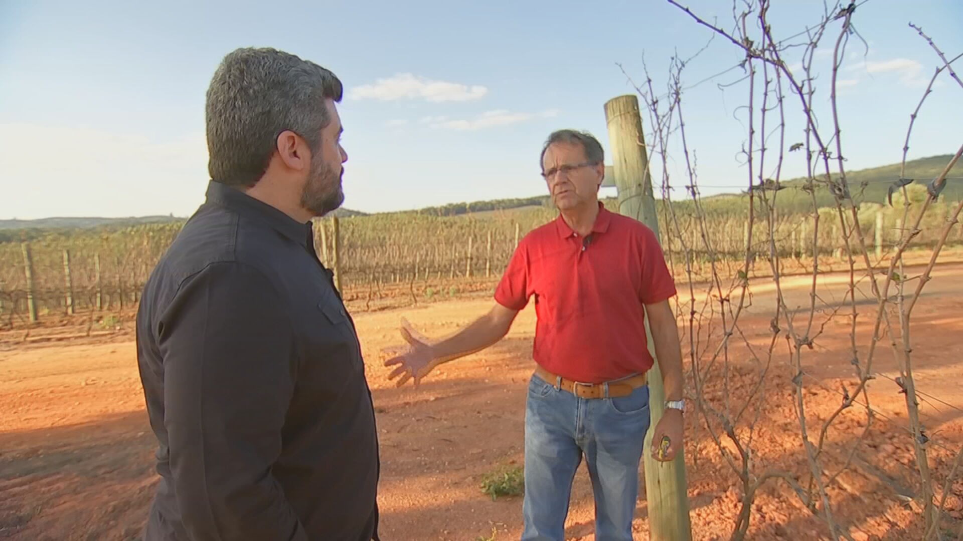 'Dupla poda': técnica criada por engenheiro agrônomo muda a forma de fazer vinho em São Paulo