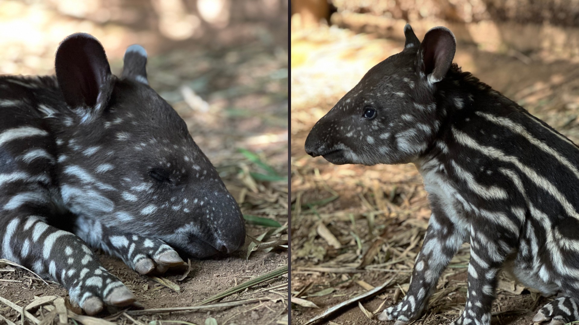Zooparque de Itatiba registra nascimento de filhote de anta, o maior mamífero terrestre da América do Sul; veja fotos