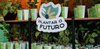 Mudas de Ipê – Projeto “Plantar o futuro” — Foto: Divulgação