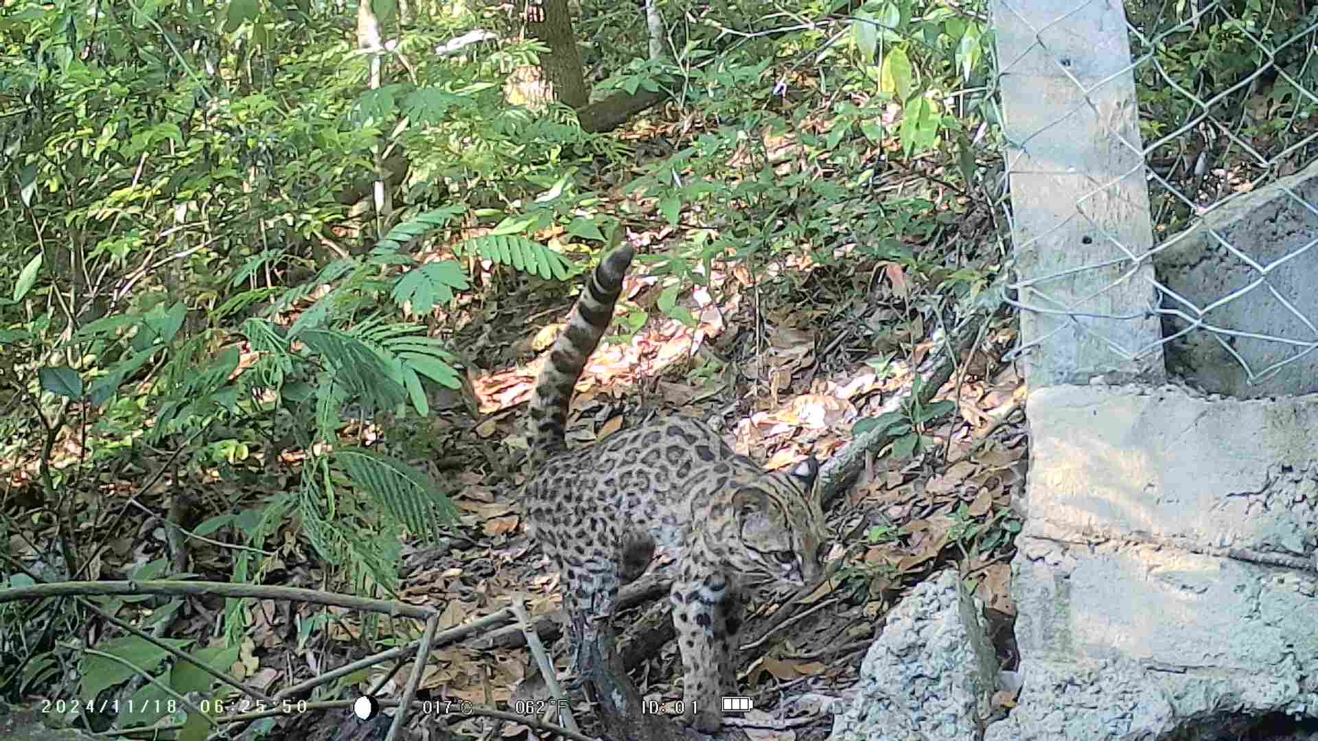 Biodiversidade surpreendente resiste aos incêndios na Serra dos Cocais, no interior de SP