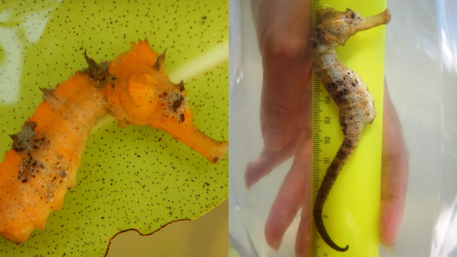 Você Não Tá Convidada pro Meu Bat Mitzvá!