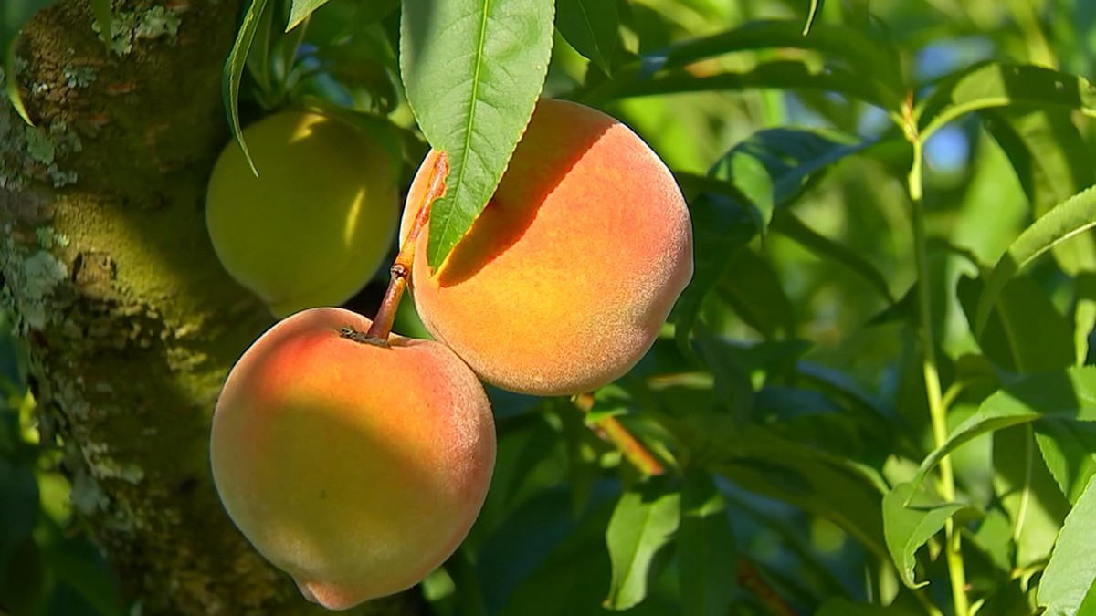 Feeling the peach can be a bad idea;  know why