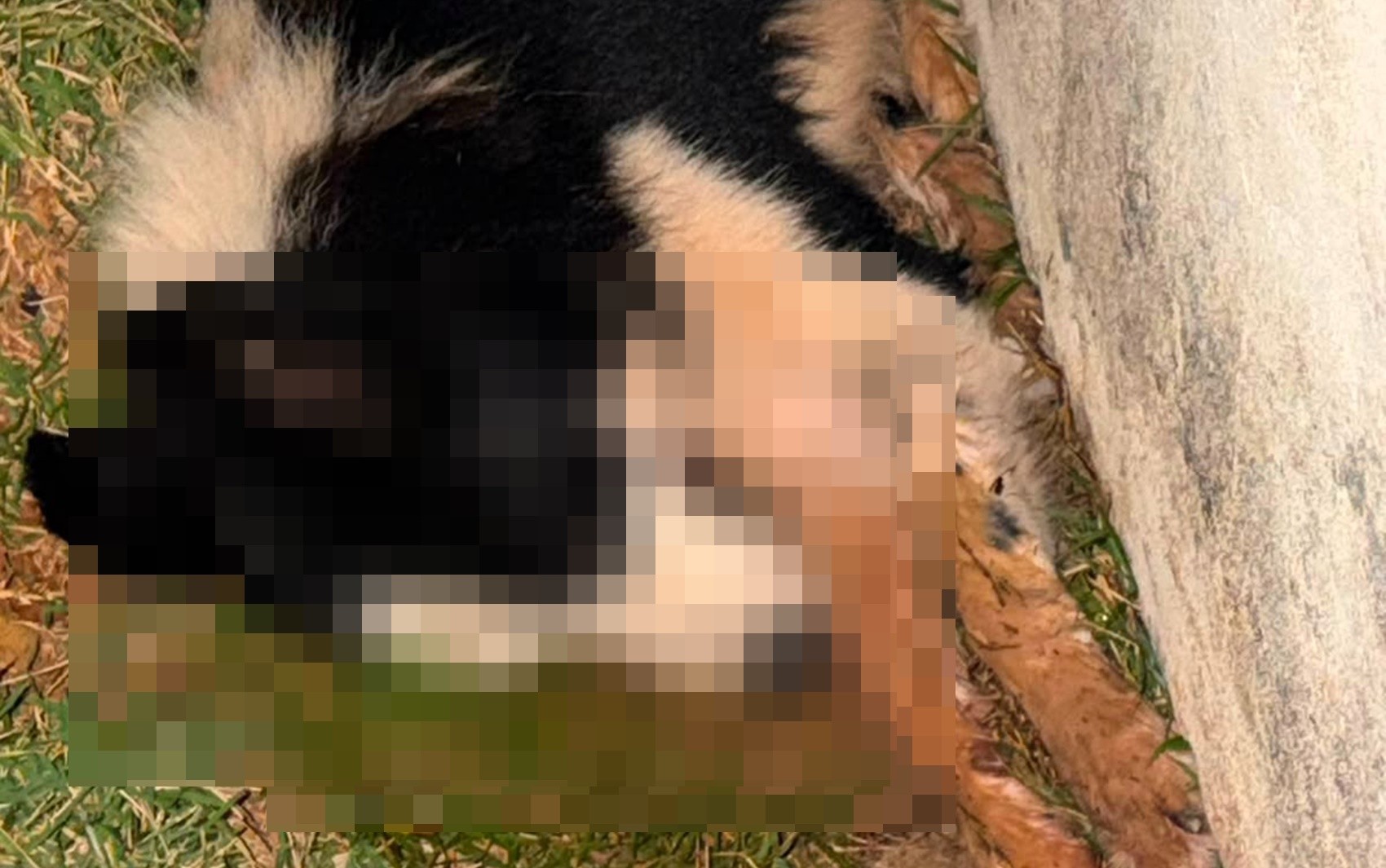 Cães encontrados em propriedade rural de Guaxupé onde o caso é investigado