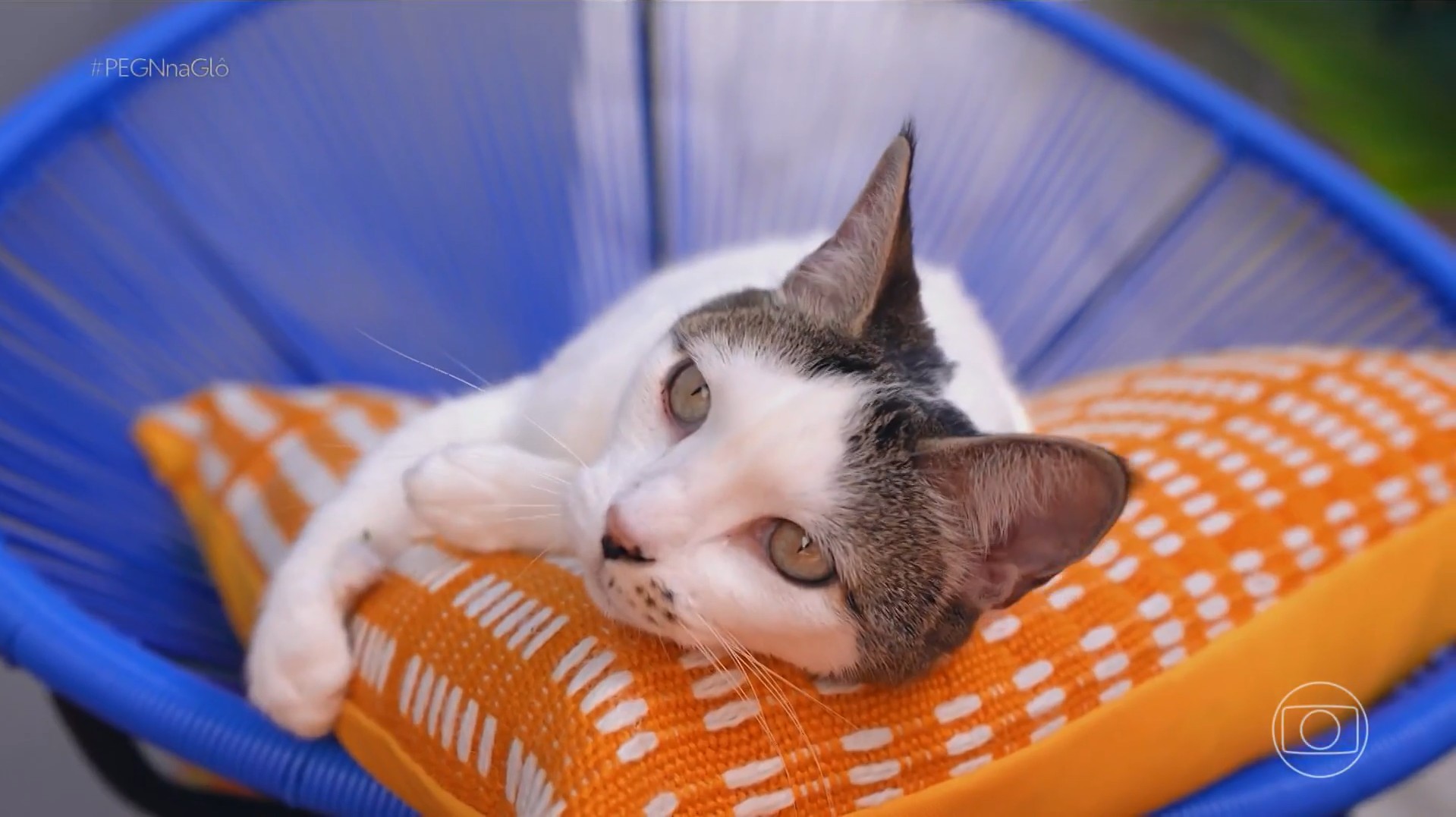 O que é a ‘erva dos gatos’, que virou negócio e fez arquiteta faturar R$ 20 mil
