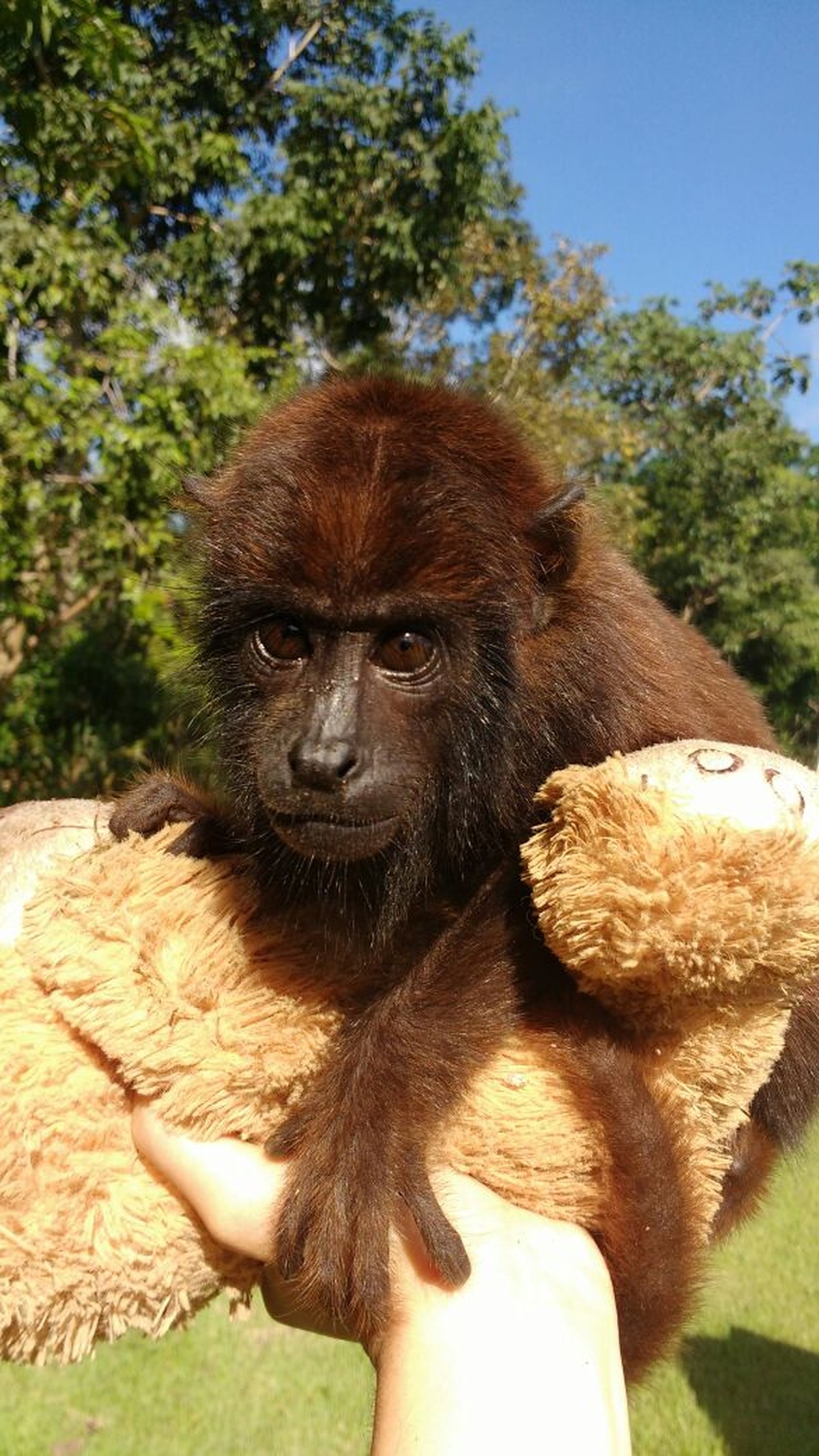 Mamãe MACACO carrega FILHOTE que MORREU! #bichos #biologia