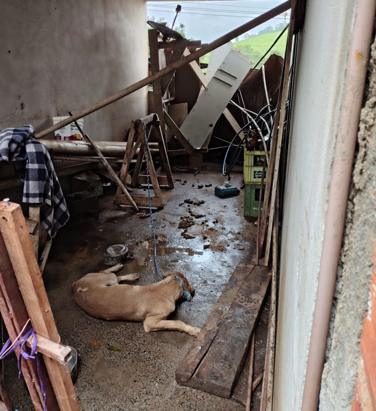 Crianças e cães em situação de abandono são resgatados de casa em Viçosa