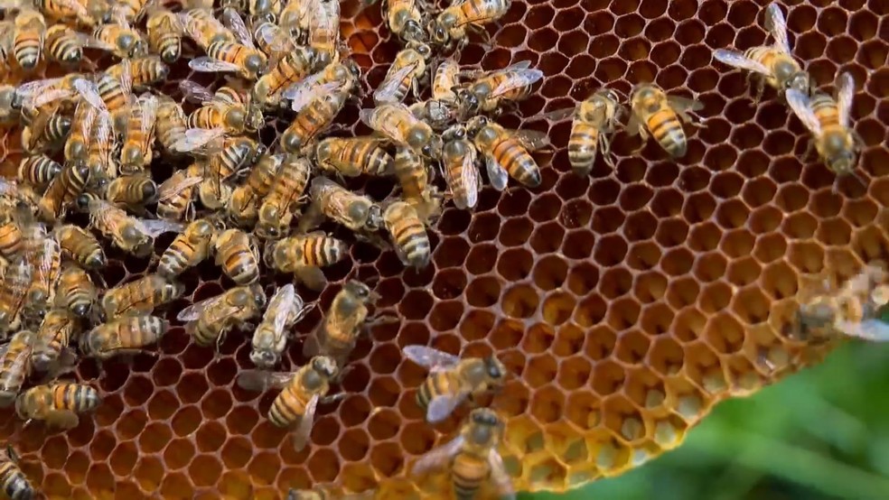 Apicultor de Cariacica, Espírito Santo possui mais de 200 caixas com colmeias — Foto: Reprodução/TV Gazeta