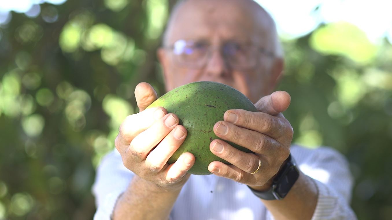Azeite de abacate: produtor em Cajuru, SP, reaproveita 500 toneladas da fruta que seriam descartadas