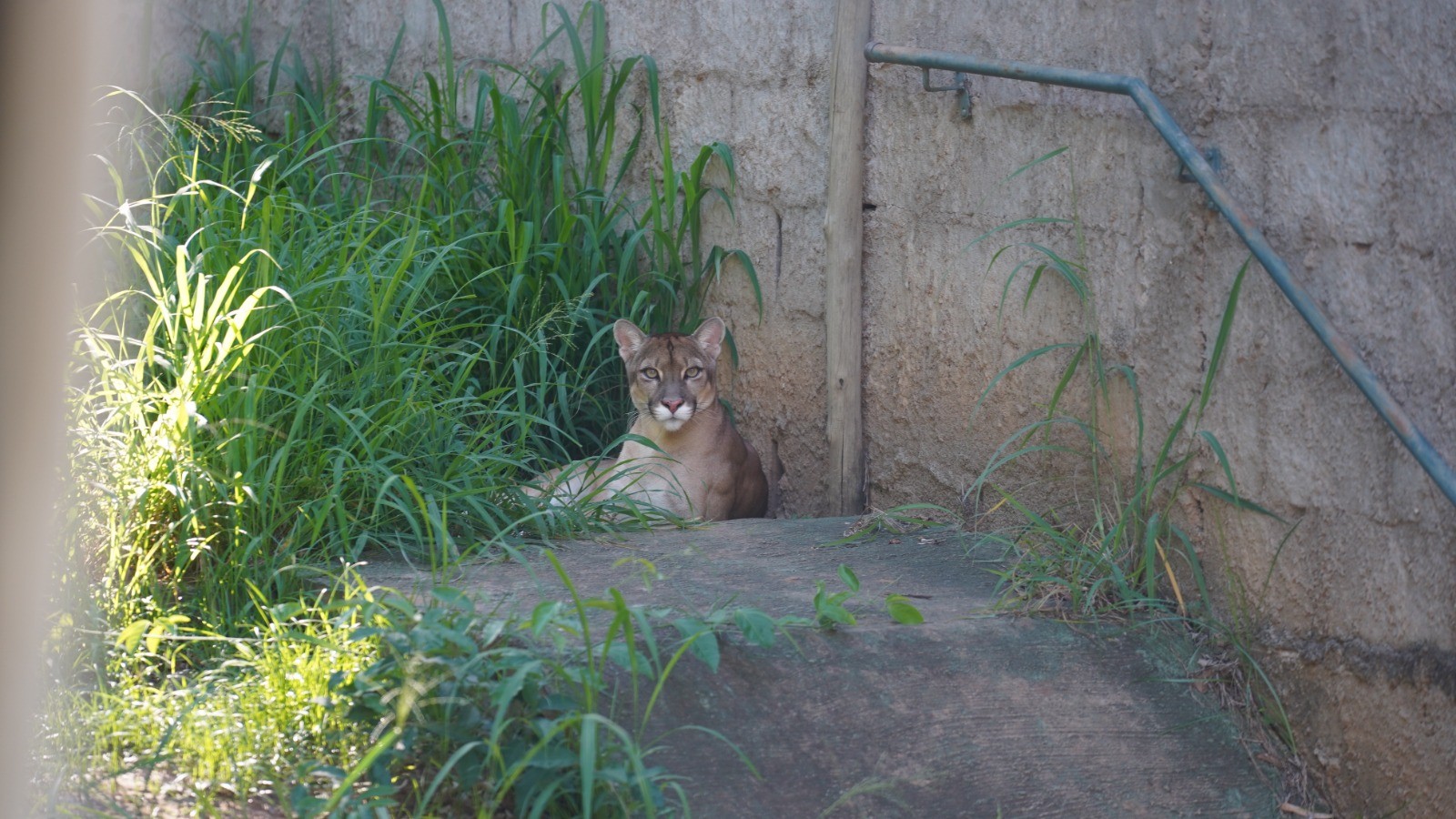 Prefeitura inicia transferência de 230 animais silvestres do Bosque Municipal de Araçatuba para outros locais